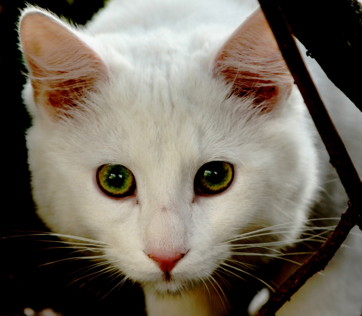 le chat blanc