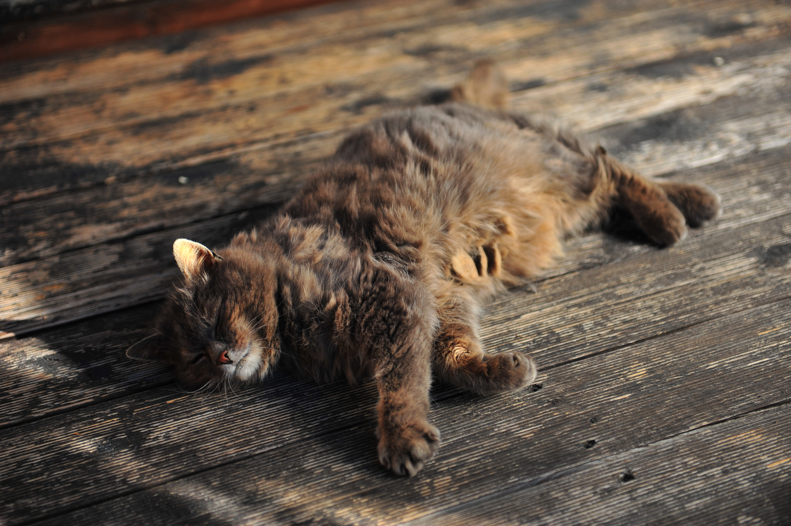 Le chat camouflé