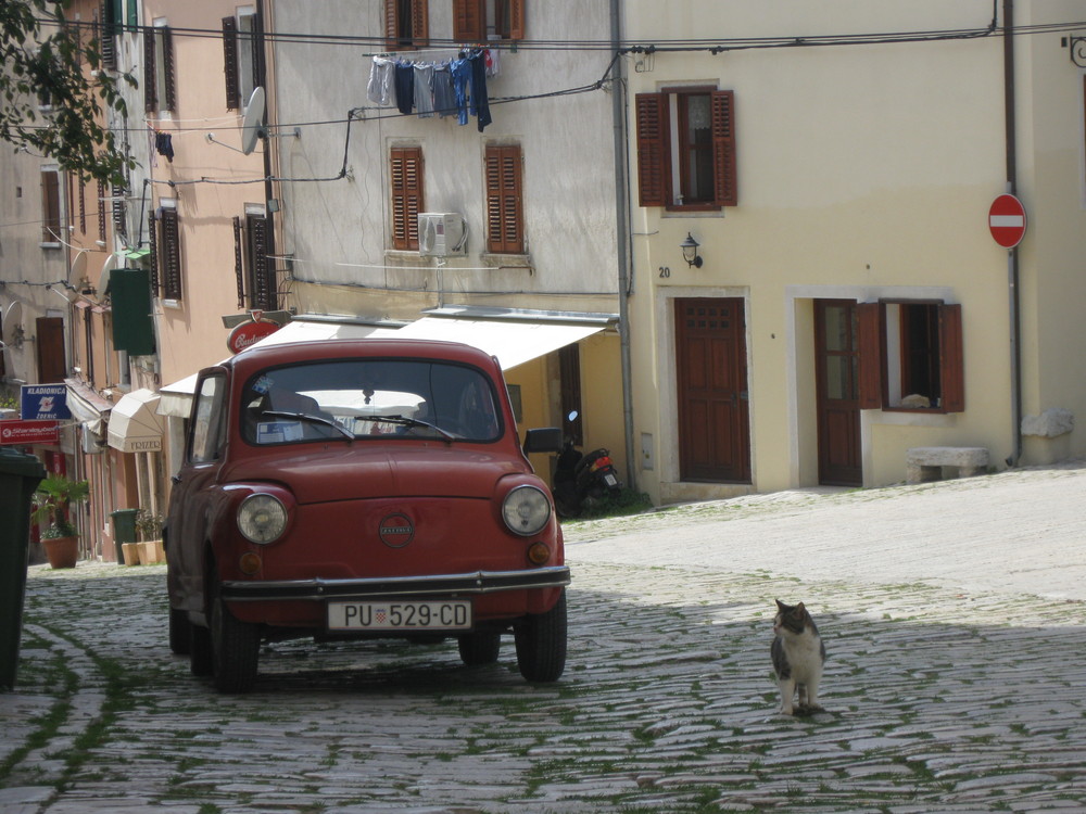 Le chat croate et la voiture