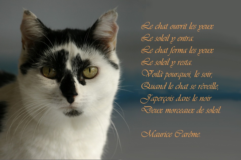 Le Chat Photo Et Image Animaux Nature Images Fotocommunity Le Chat Photo Et Image Animaux Nature Images Fotocommunity
