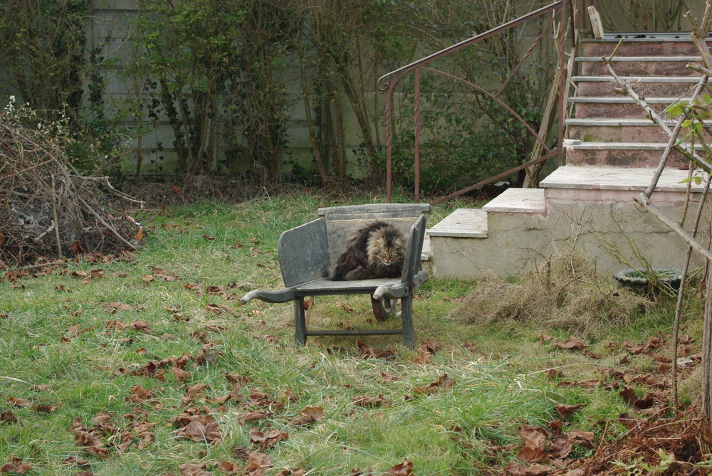 le chat dans la brouette