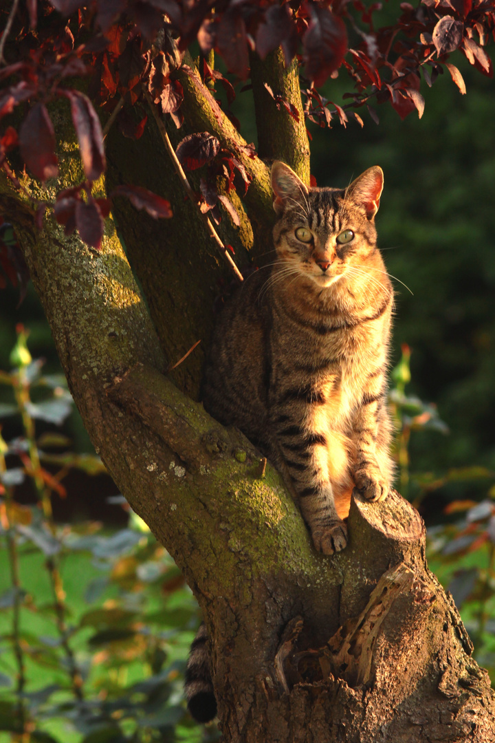 le chat dans l'arbre