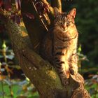 le chat dans l'arbre