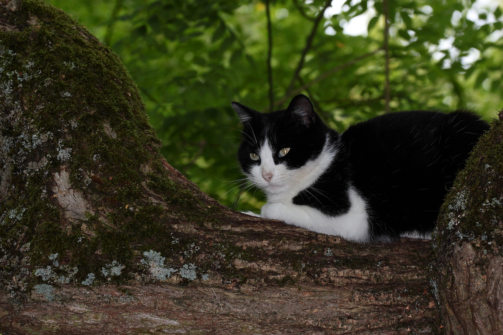 le chat dans l'arbre