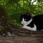 le chat dans l'arbre