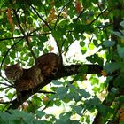 le chat dans l'arbre 