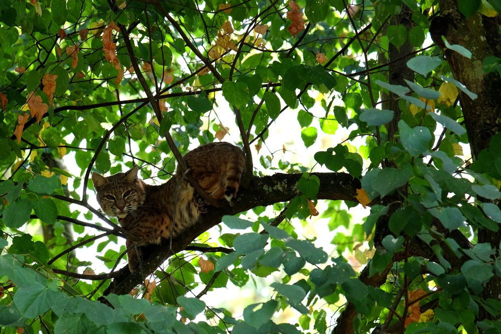 le chat dans l'arbre 