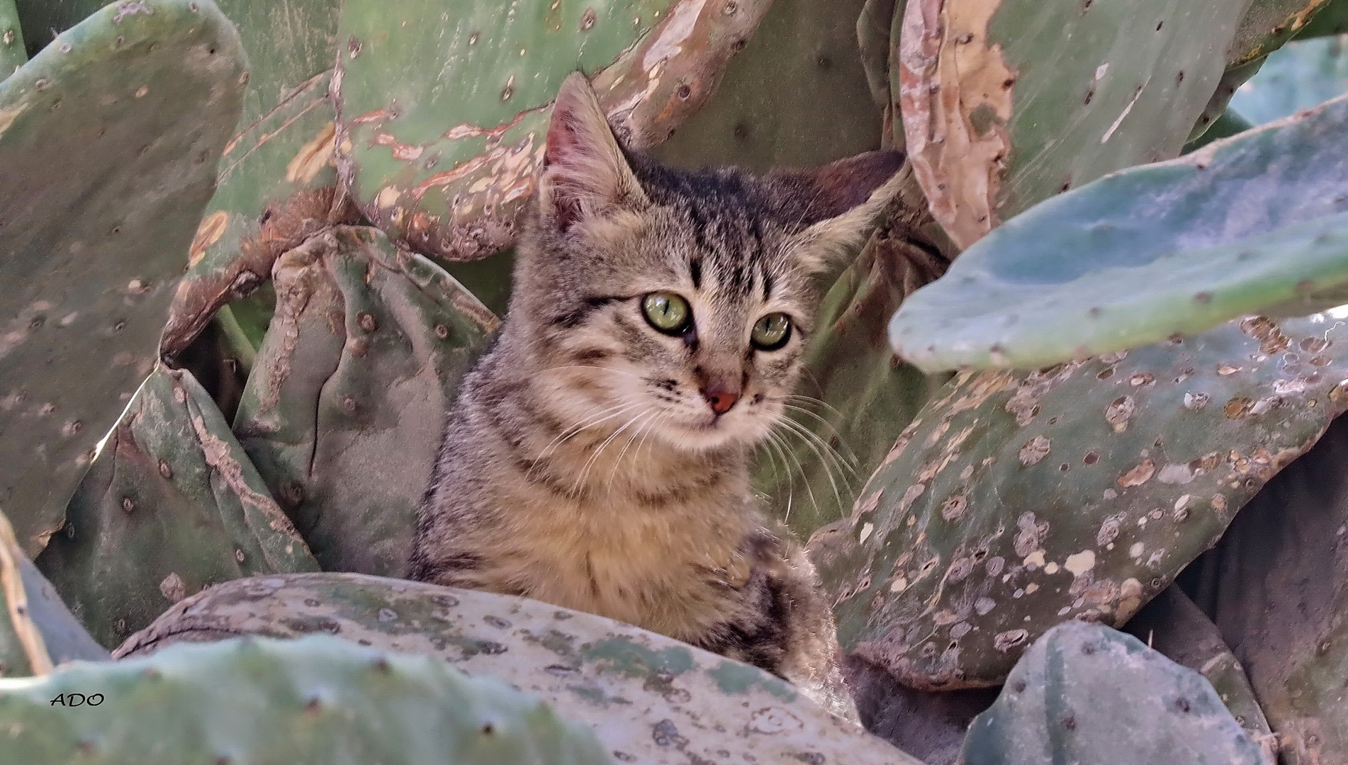 Le chat dans les cactus