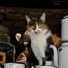 le chat dans un restaurant au Plan sur Bex en Suisse