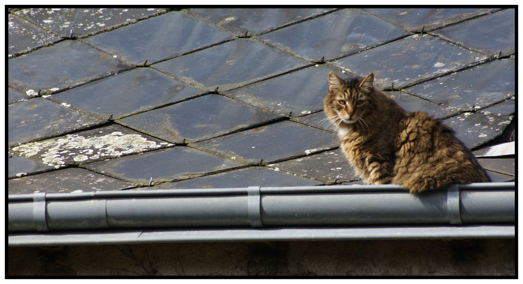 le chat de gouttière.