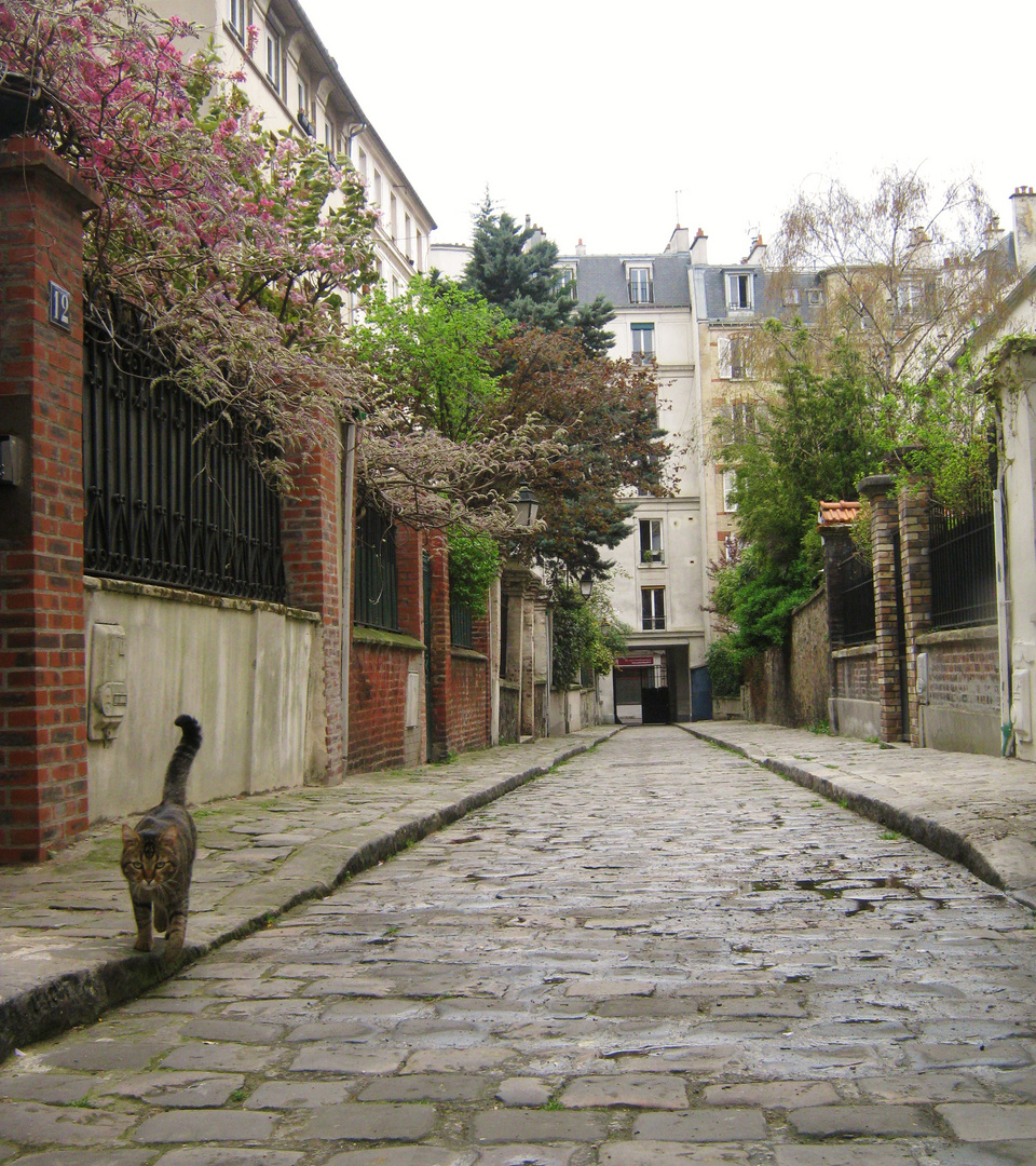 le chat de la cité Lemercier Paris XVII arr