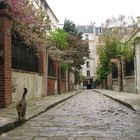 le chat de la cité Lemercier Paris XVII arr