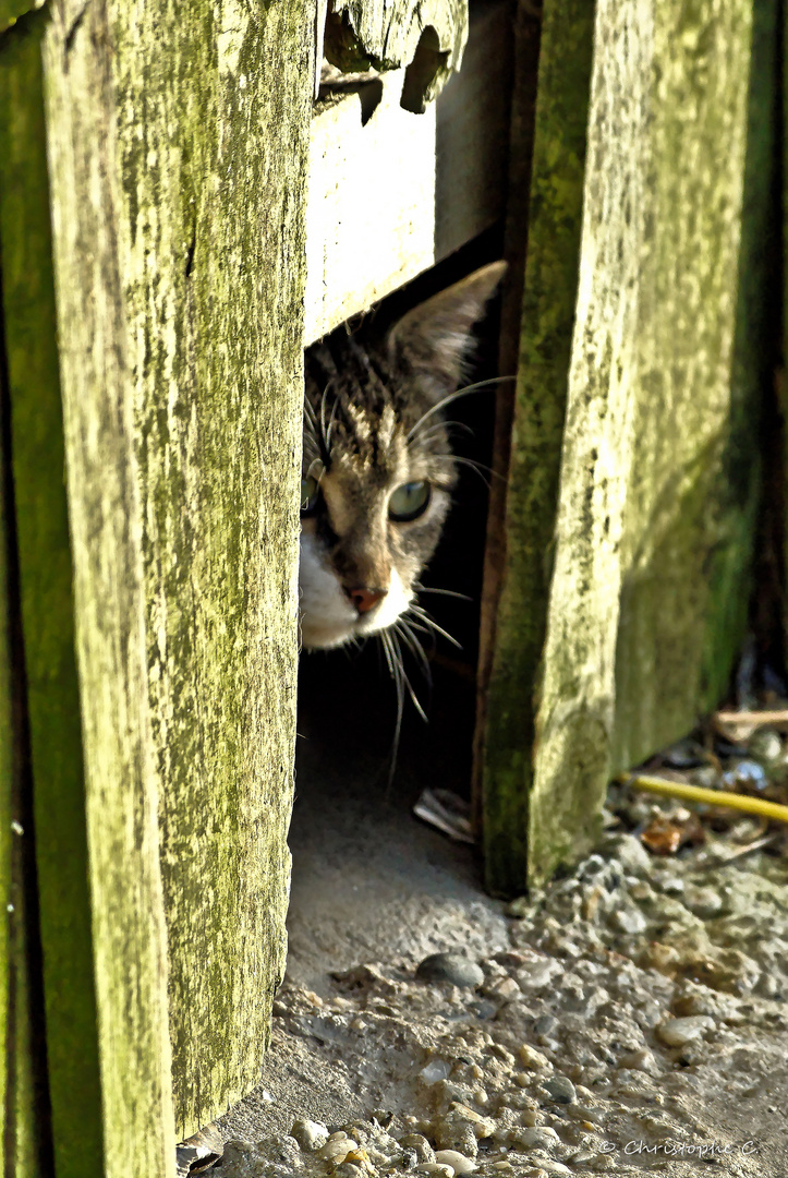 Le chat de Larros