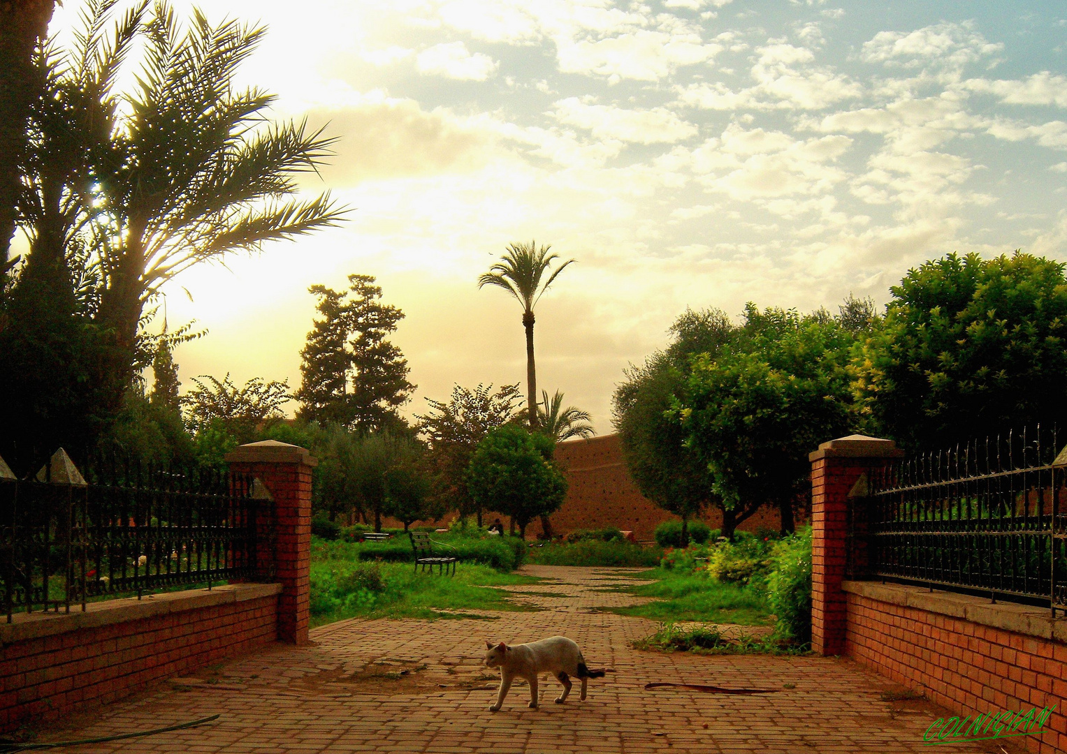 le chat de Marrakech
