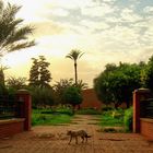 le chat de Marrakech