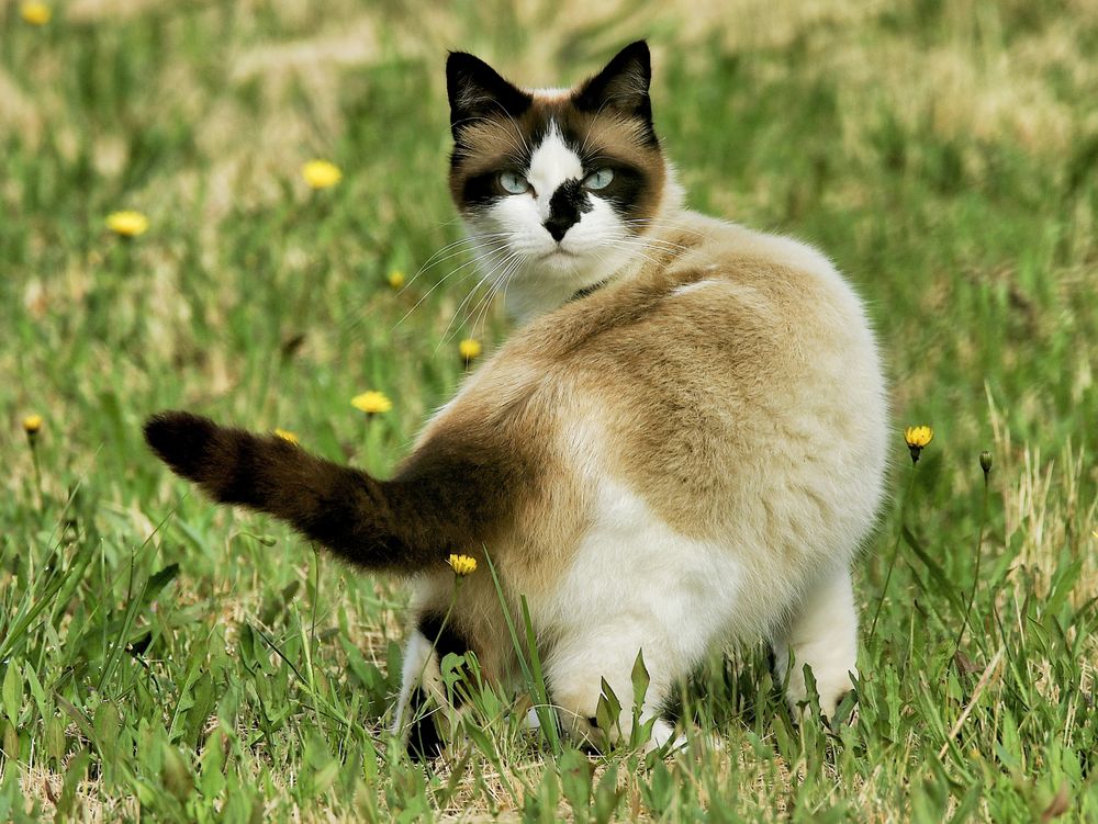 le chat de mes voisins ! photo et image animations photographiques, exercices hebdomadaires