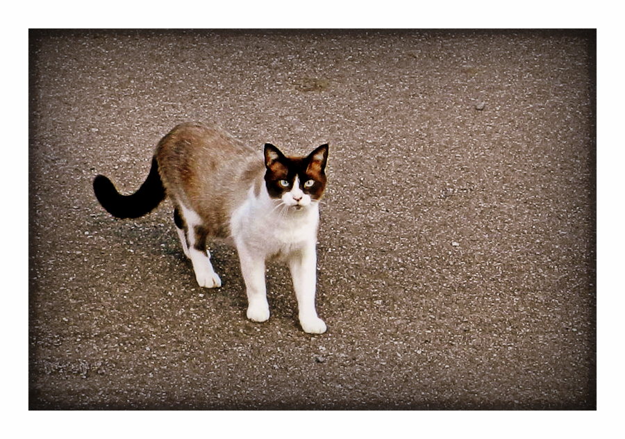 le chat de mes voisins