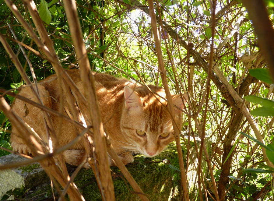 le chat de mes voisins (exercice N° 126) photo et image animaux, animaux domestiques, chats