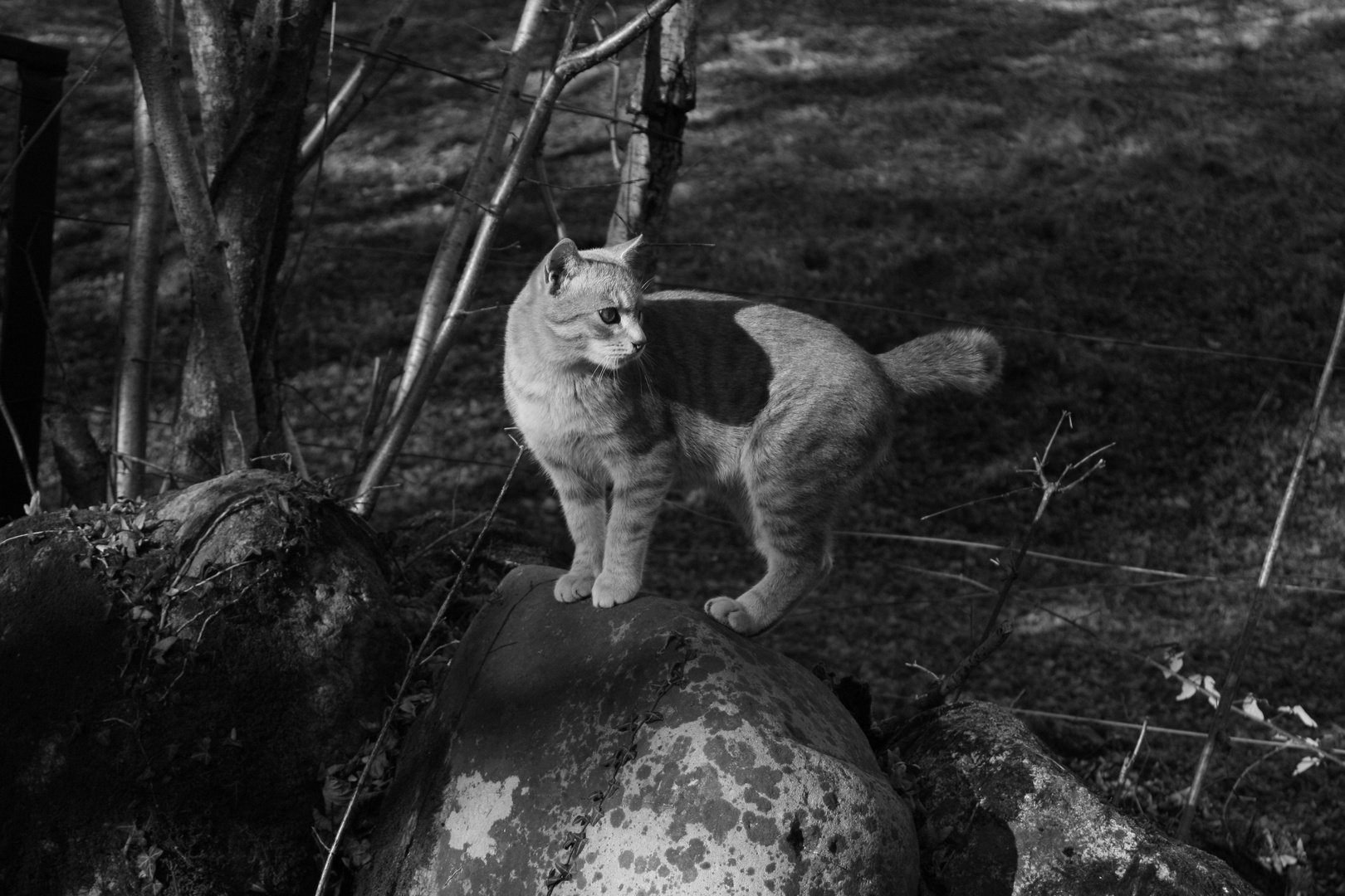 Le chat déboussolé