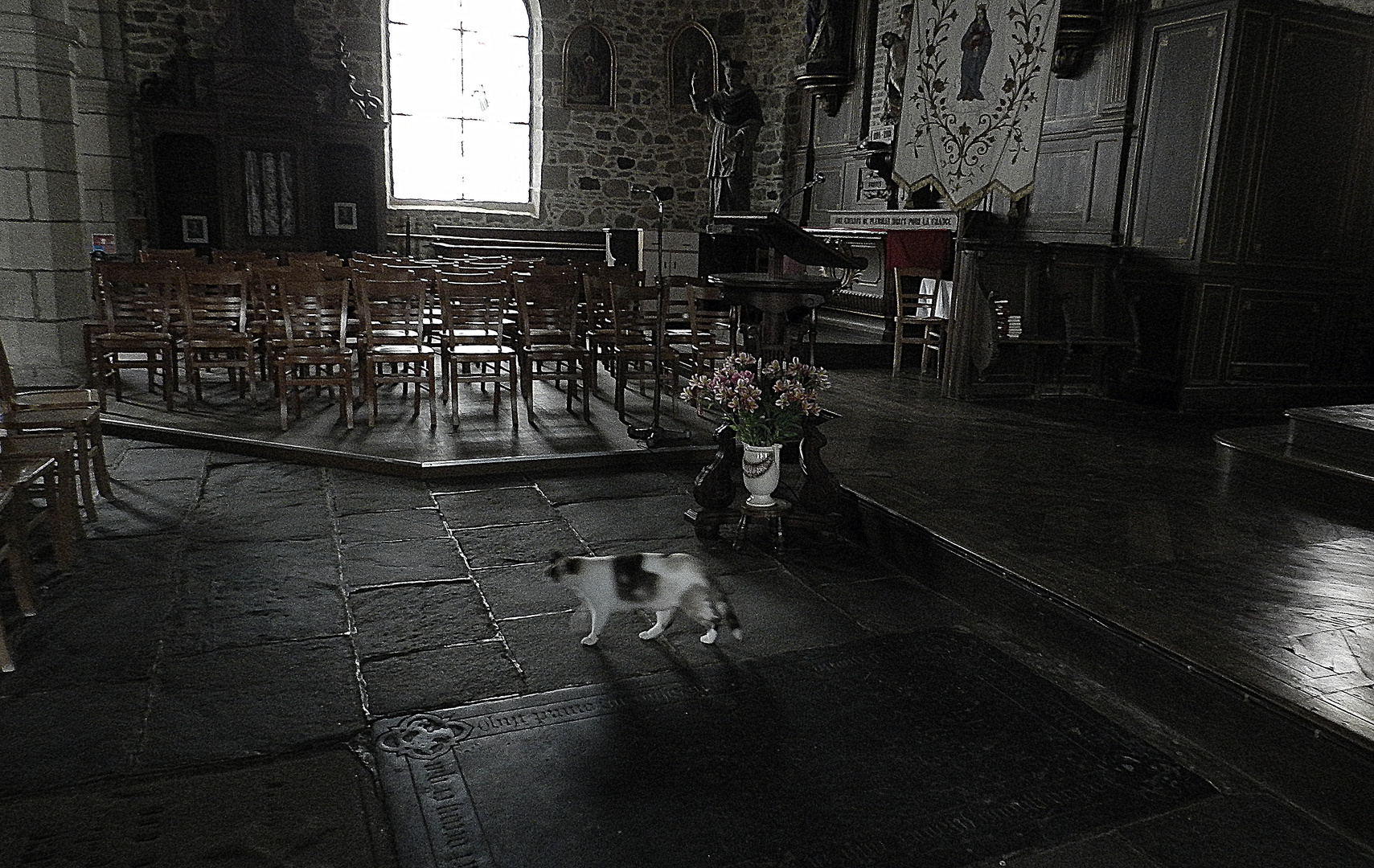 le chat d`église à pleubian     bretagne