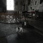 le chat d`église à pleubian     bretagne