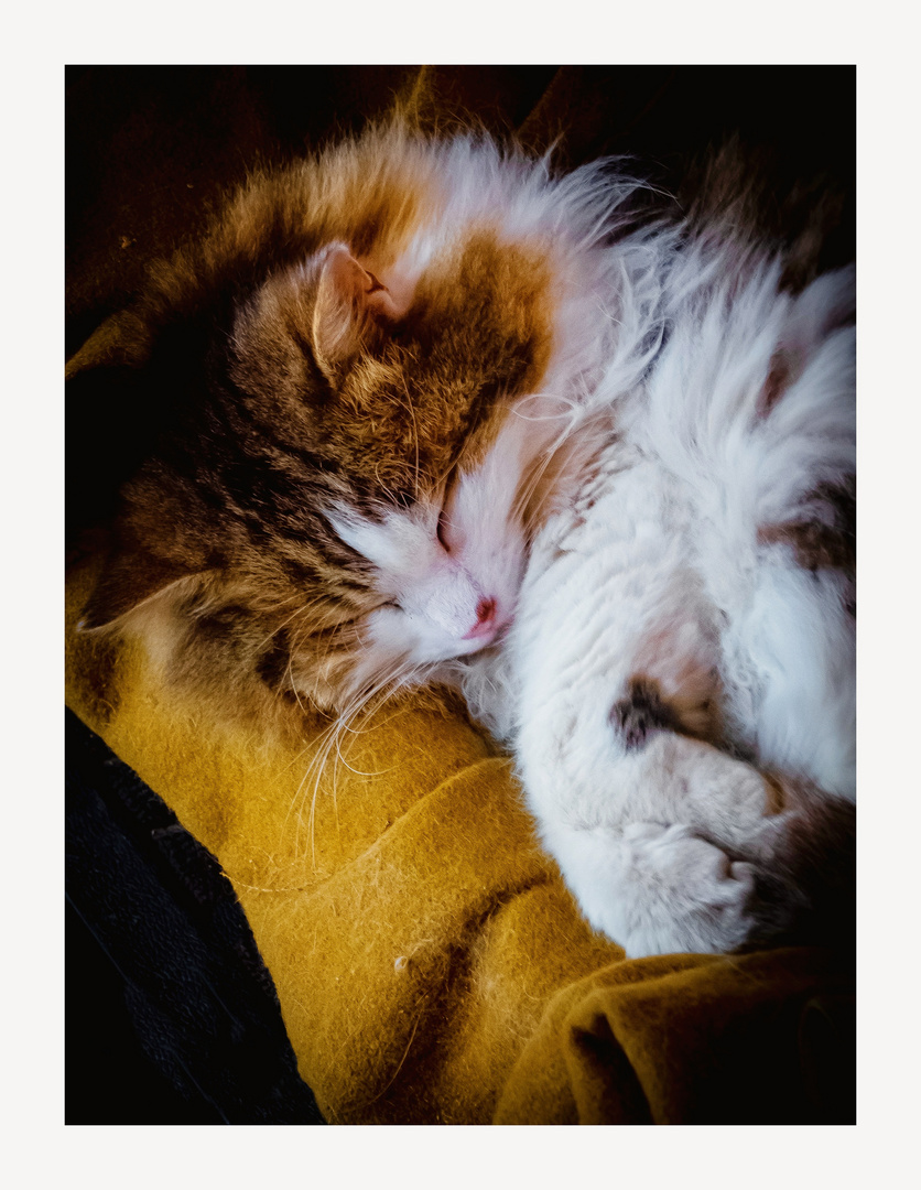 Le chat dort photo et image animaux, animaux domestiques, chats Images