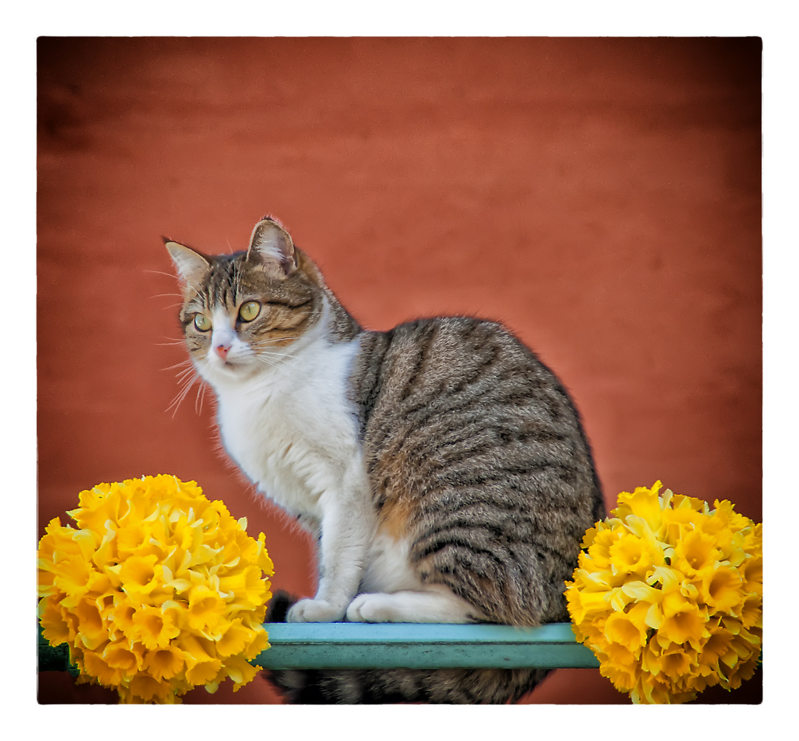 Le chat du balcon