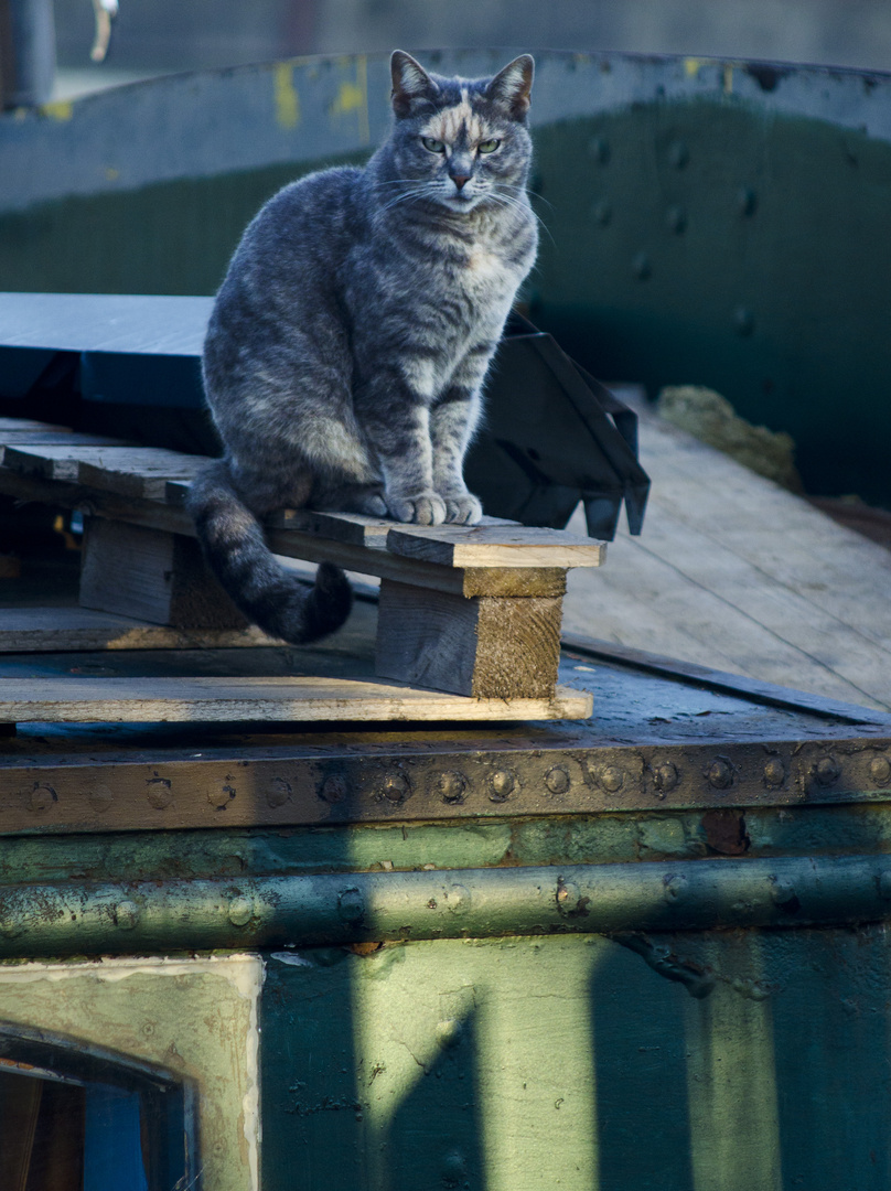 Le chat du Batelier