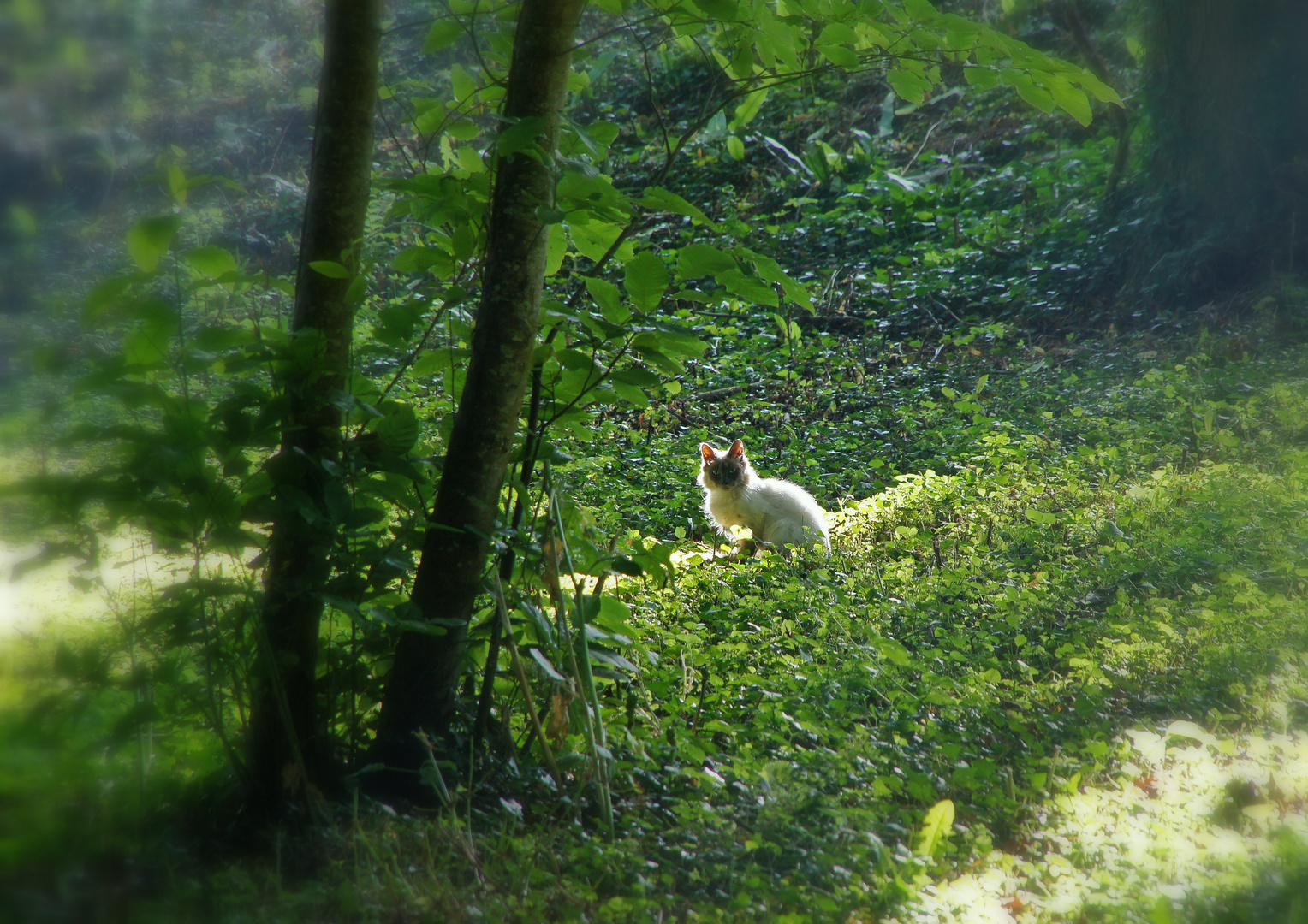 Le chat du poète ...