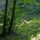 Le chat du poète ...