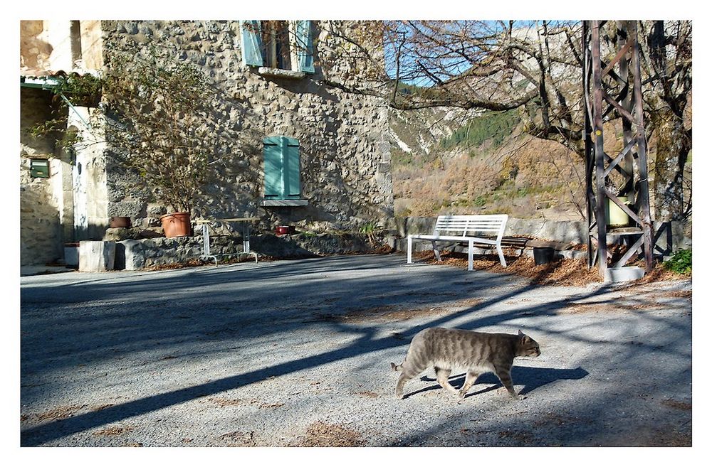 *le chat du village*