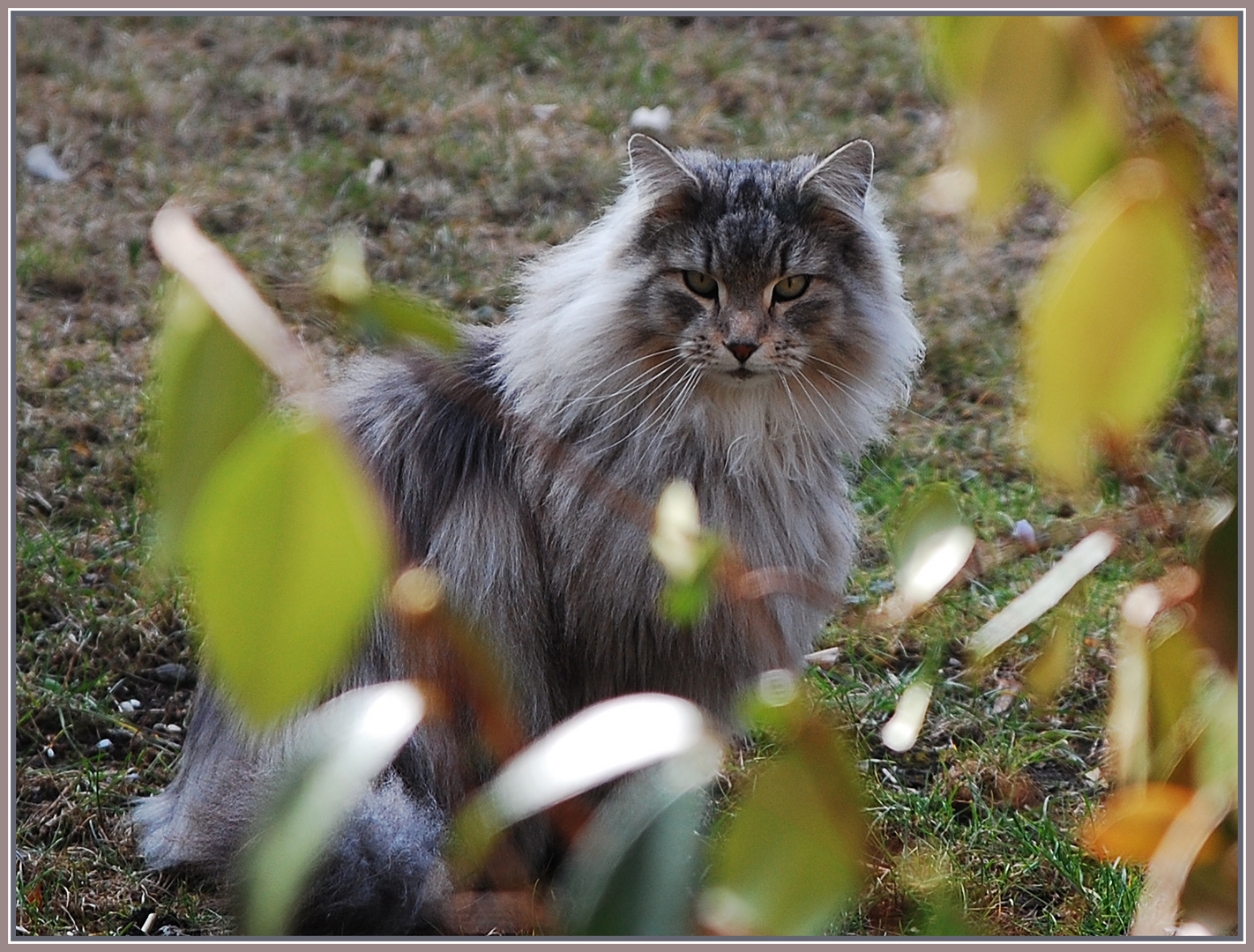 Le chat du voisin