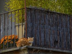 * le chat du voisin *