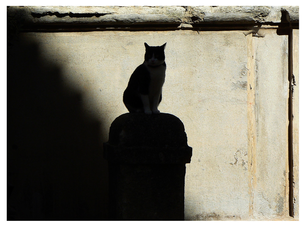 Le Chat d'Uzes