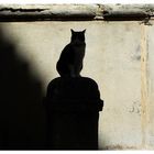 Le Chat d'Uzes