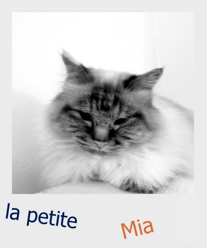 le chat