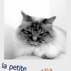 le chat