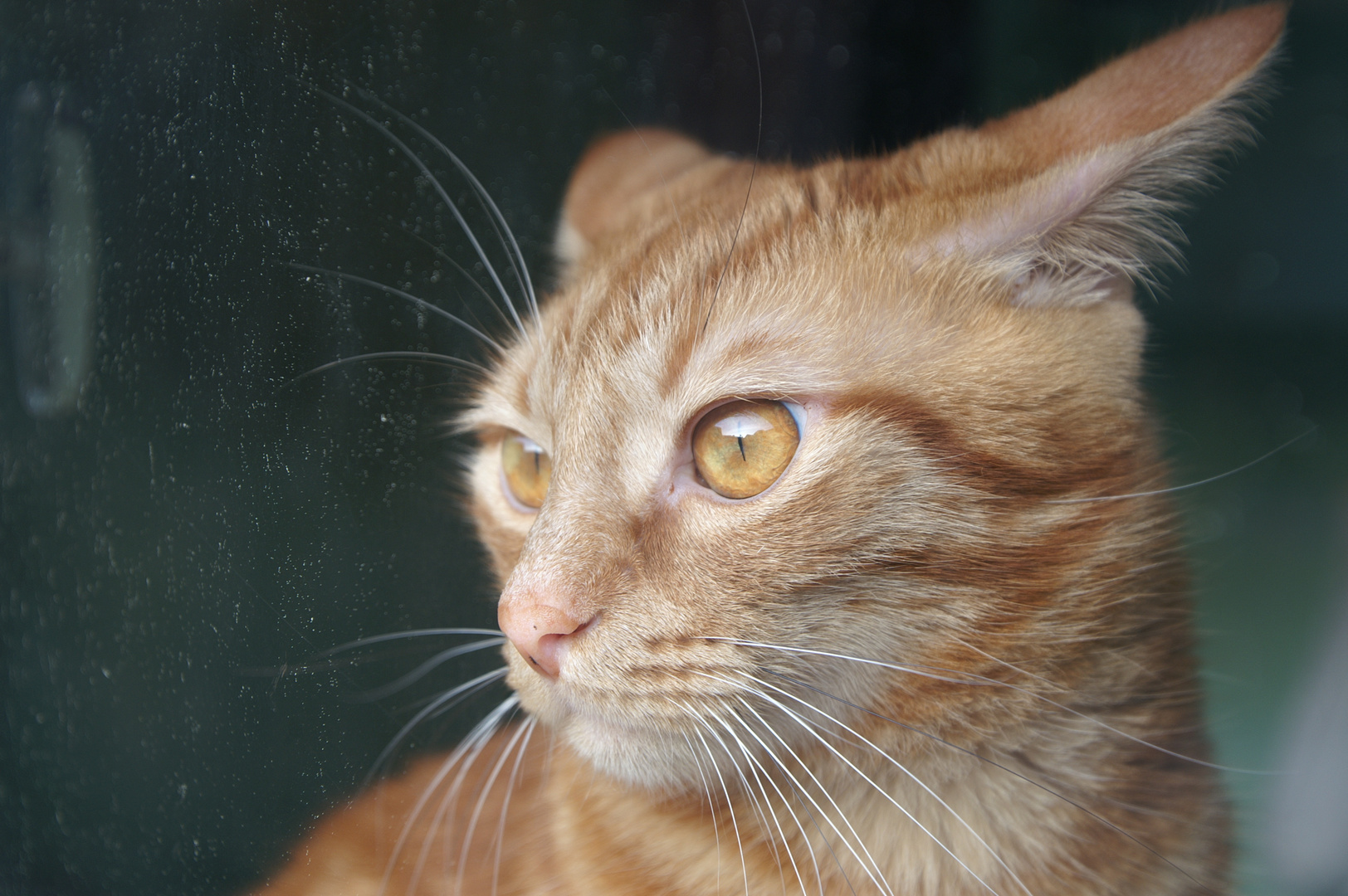 le chat et bateau sur seudre