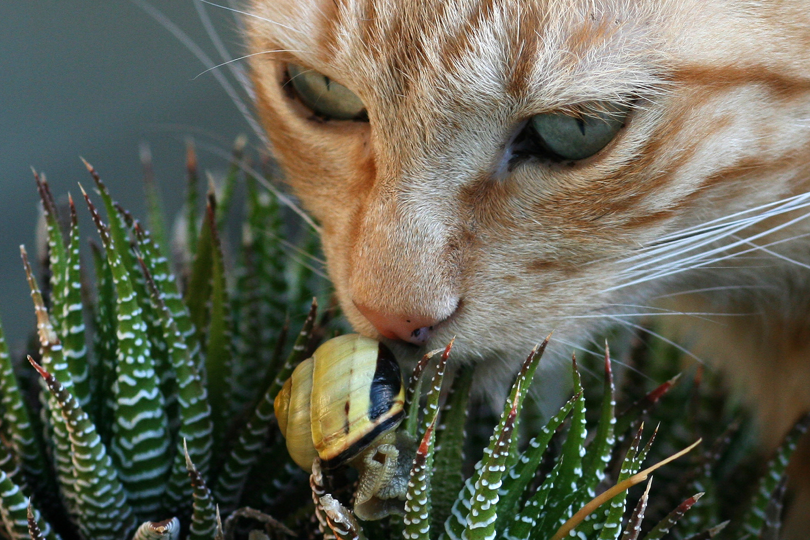 Le chat et l' Escargot