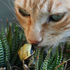 Le chat et l' Escargot