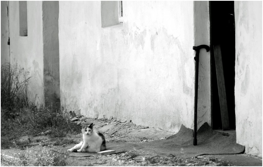 Le chat et la canne de Jeanne