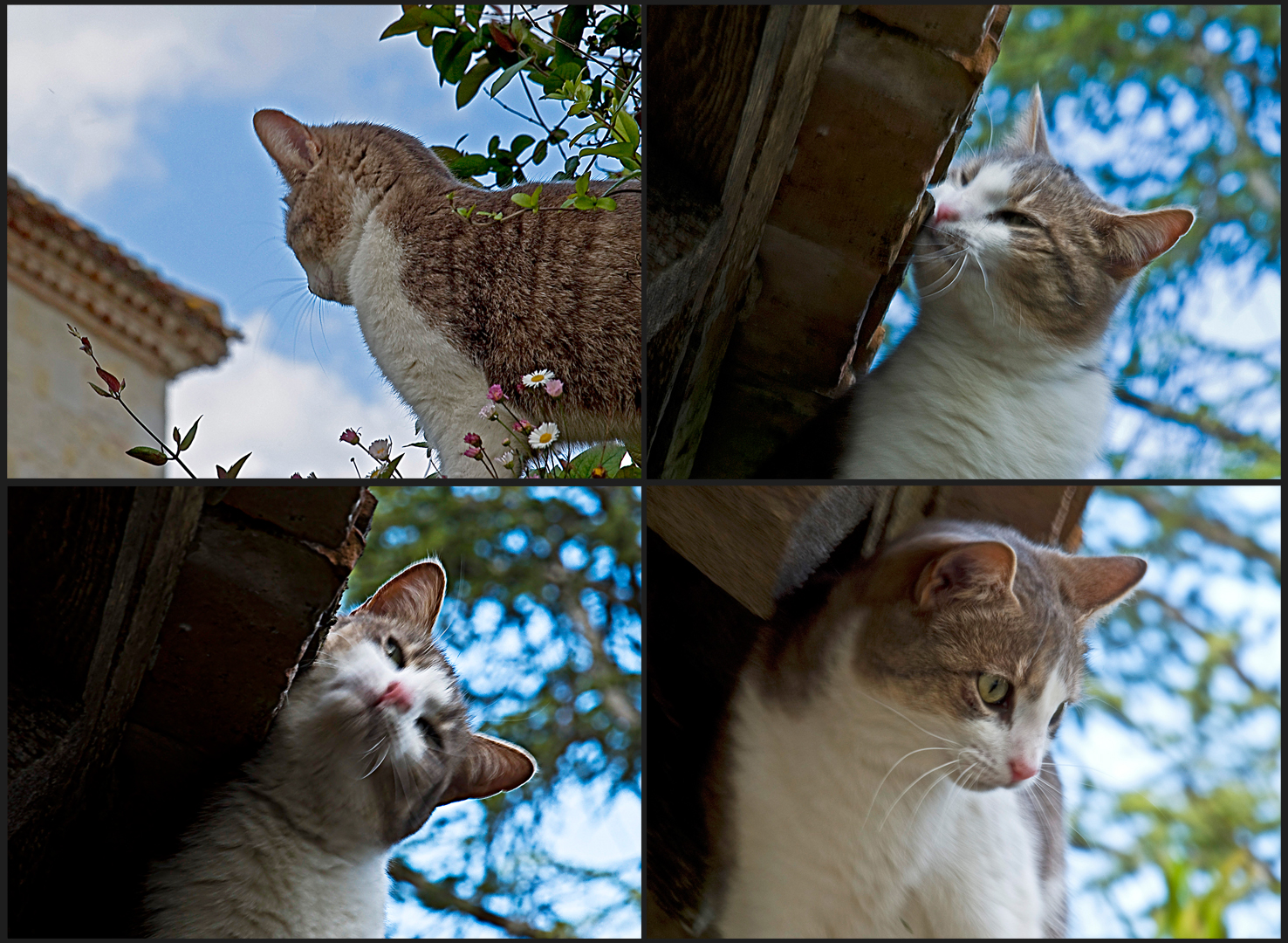 Le chat et la génoise