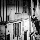 Le chat et la nuit