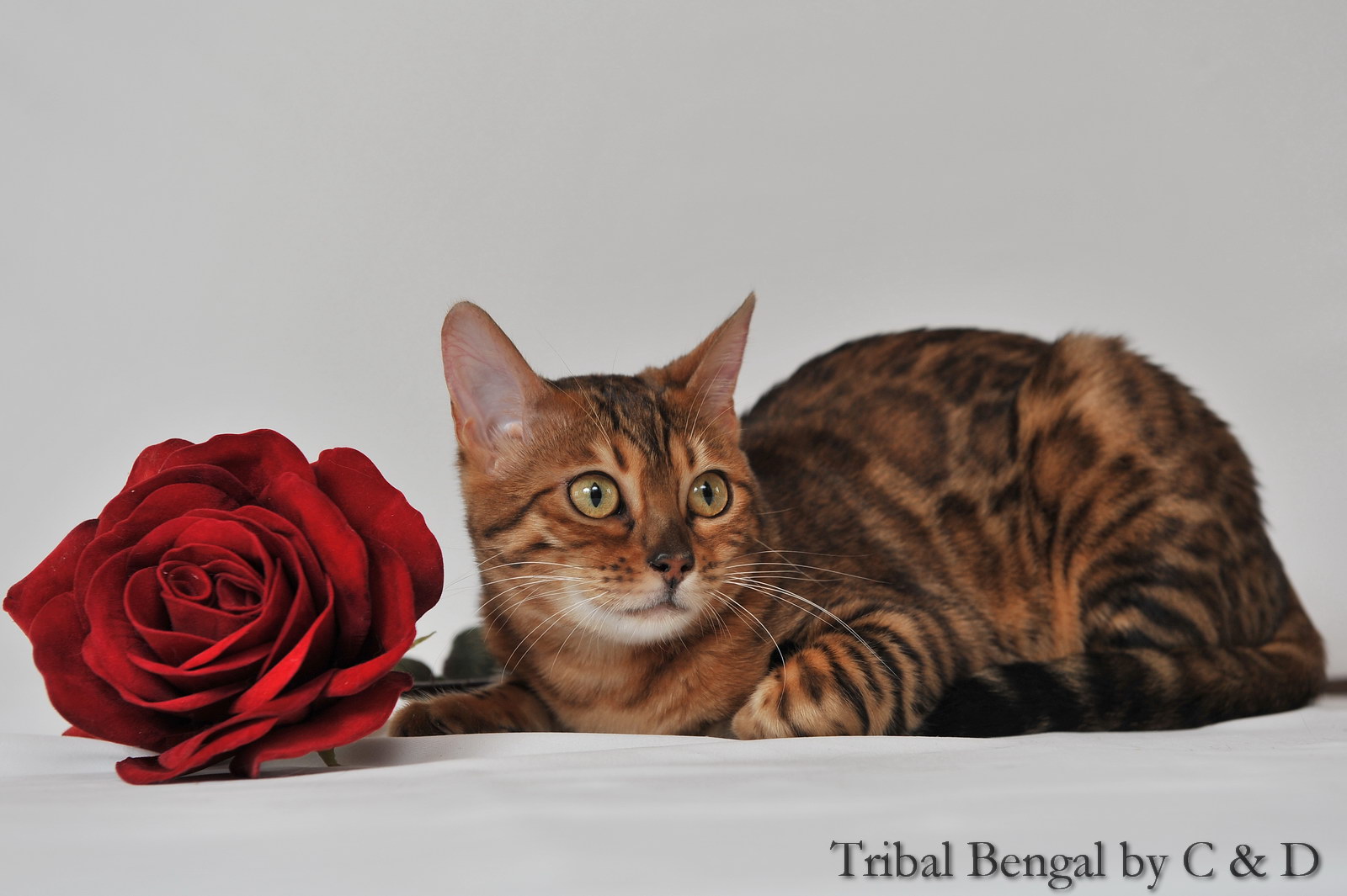 Le Chat et la rose