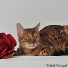 Le Chat et la rose