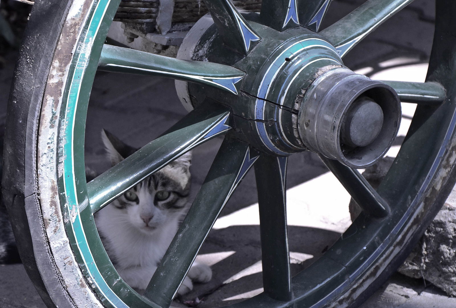 Le chat et la roue