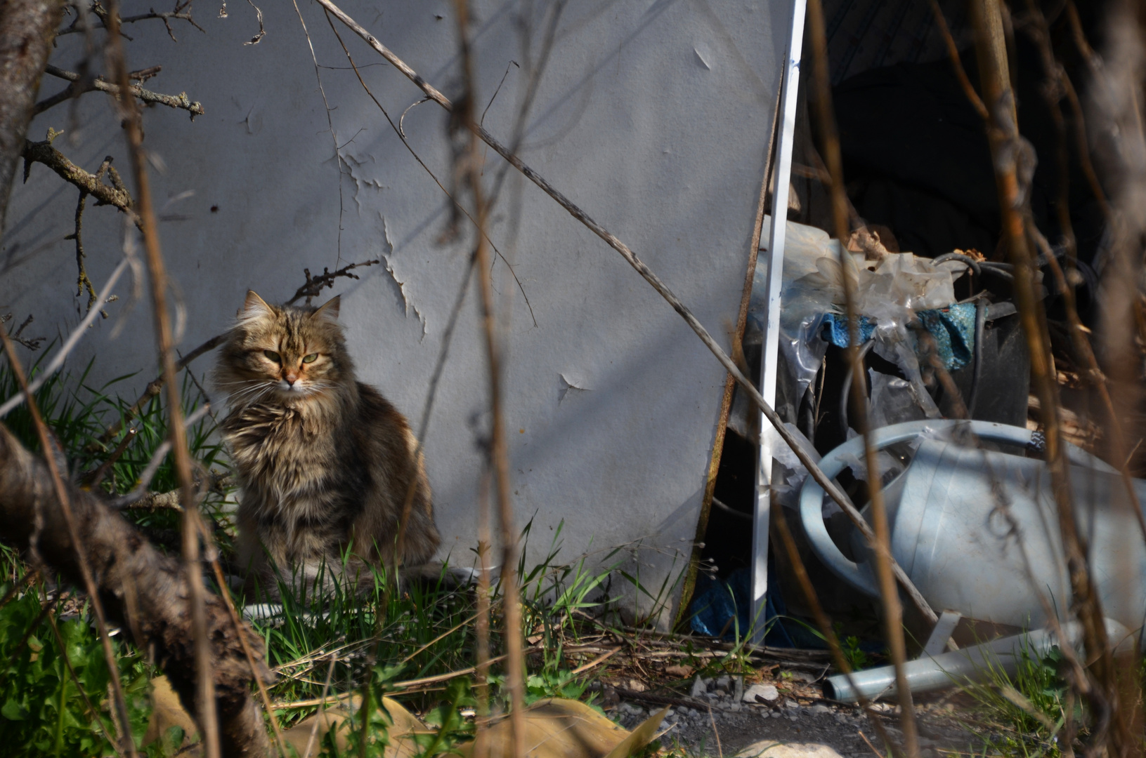 * le chat et l'arrosoir *