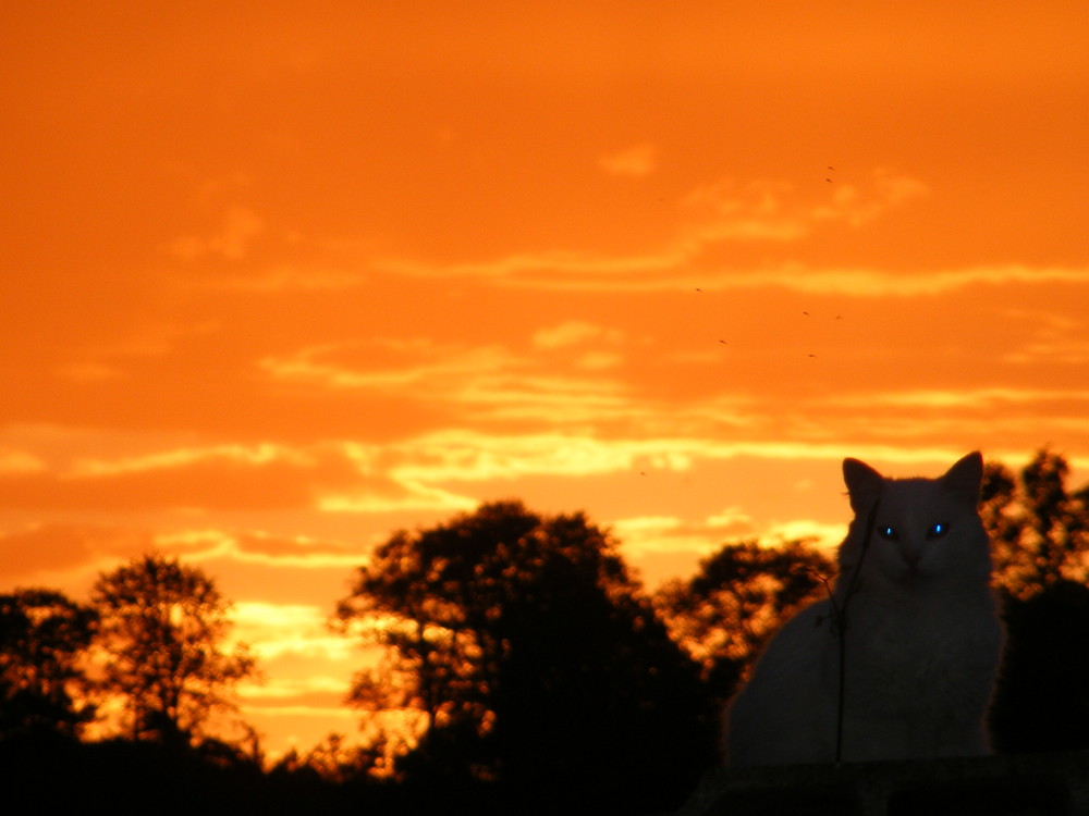 le chat et le ciel