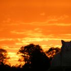 le chat et le ciel