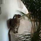 le chat et le palmier